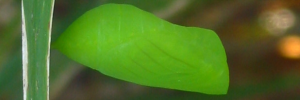 Pupae